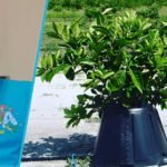 tree t pee net worth